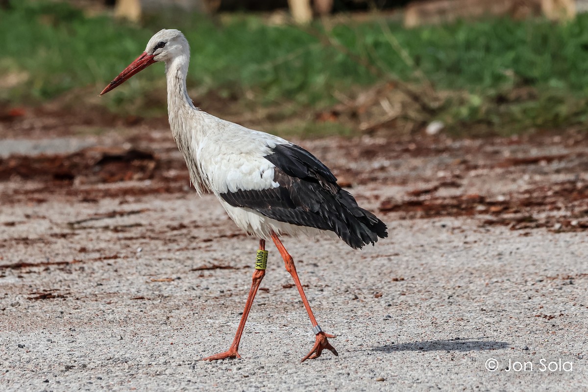 White Stork - ML611864305