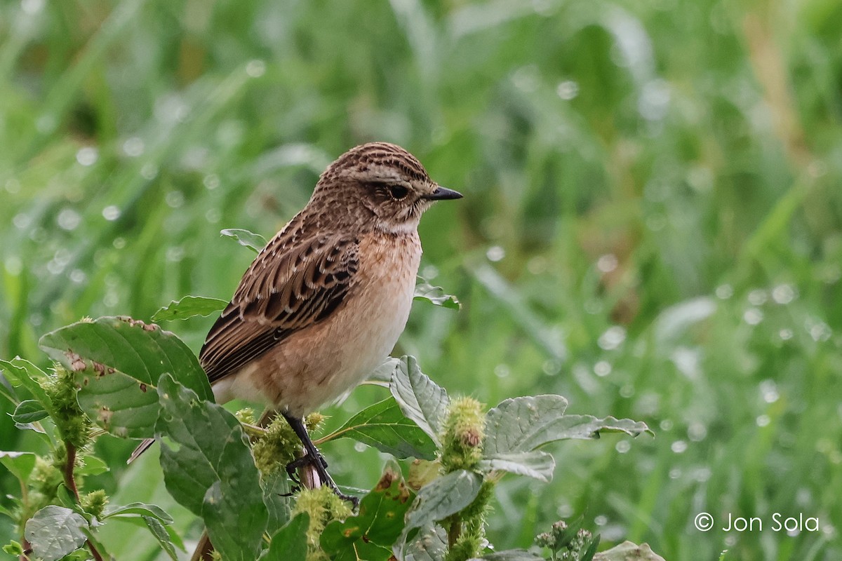 Whinchat - ML611864308