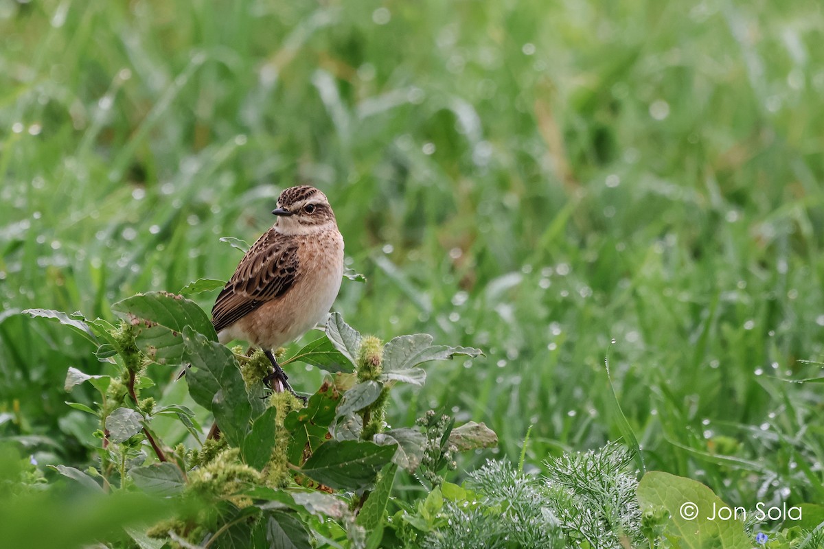 Whinchat - ML611864309