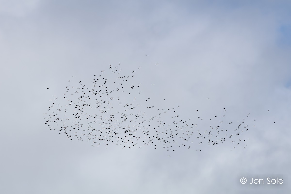 White Stork - ML611864318