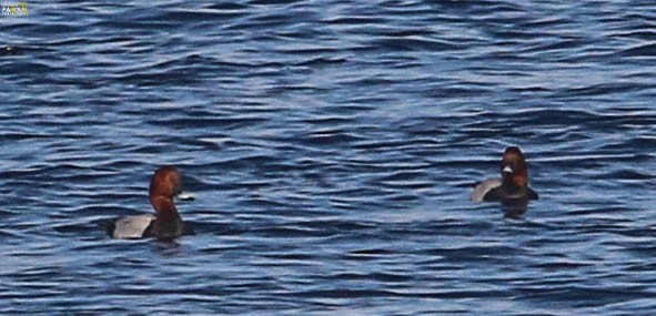 Common Pochard - Mohamed Farouk