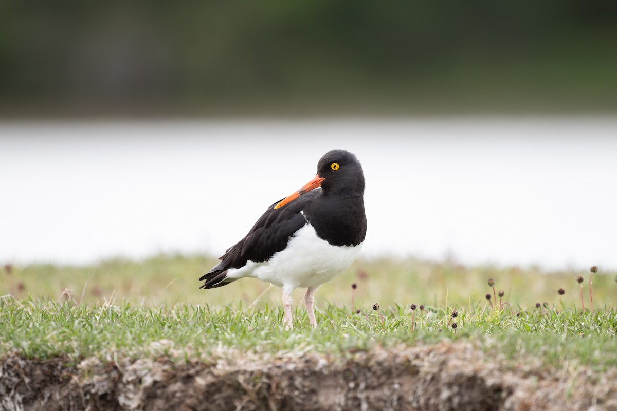 Magellanic Oystercatcher - ML611864394