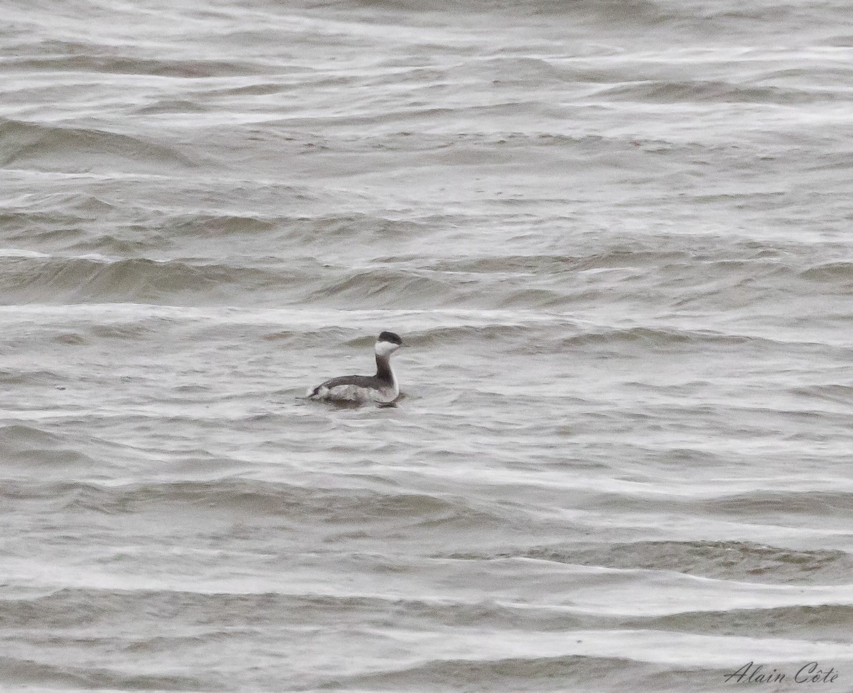 Horned Grebe - ML611864407