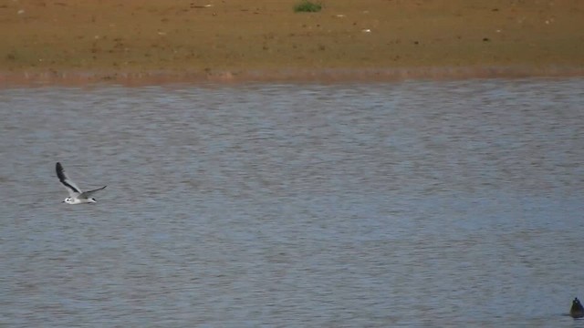 Little Gull - ML611864487