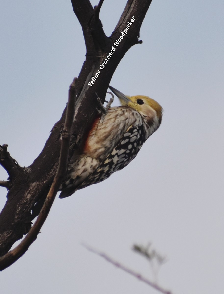 Yellow-crowned Woodpecker - ML611864490