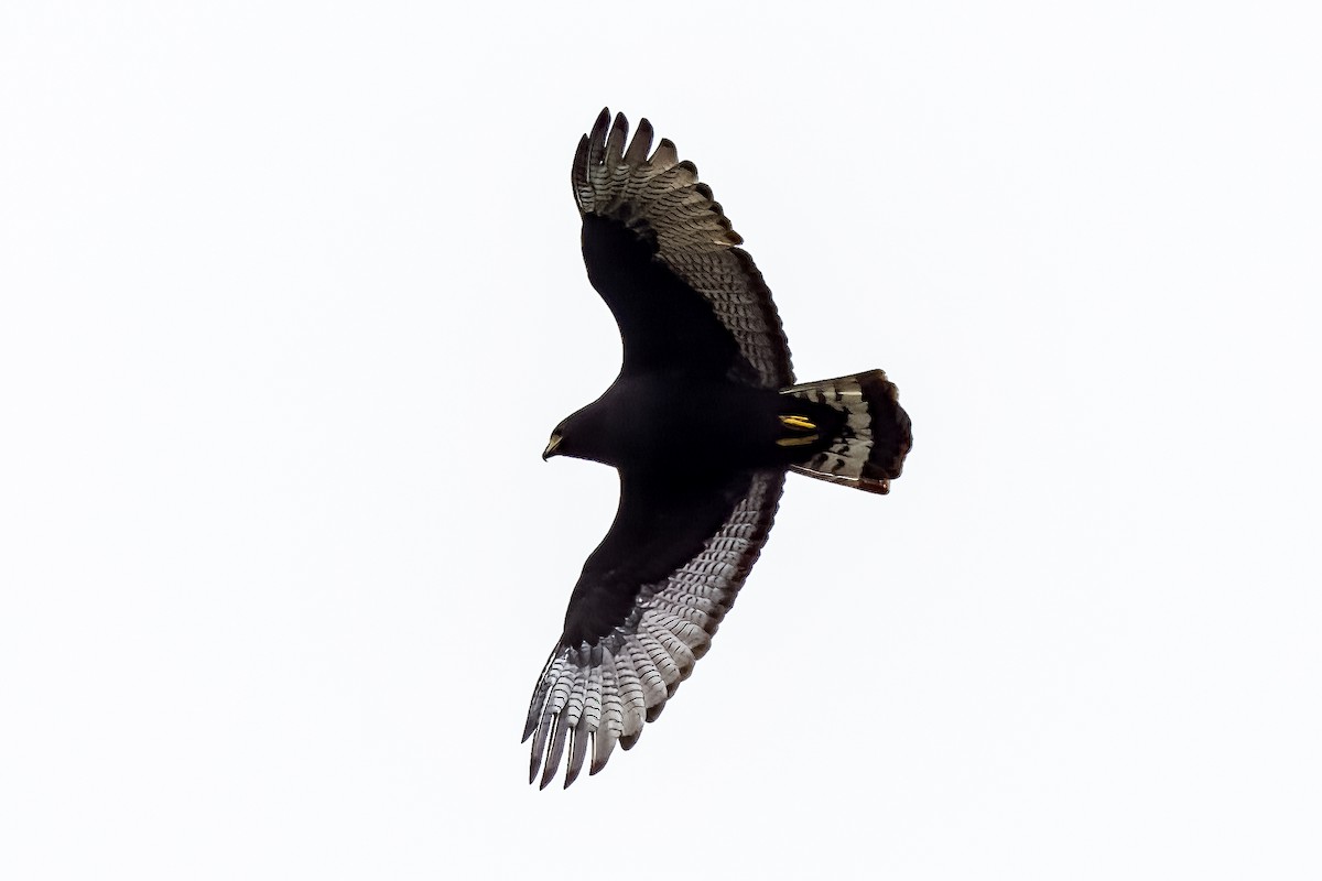 Zone-tailed Hawk - William Supulski