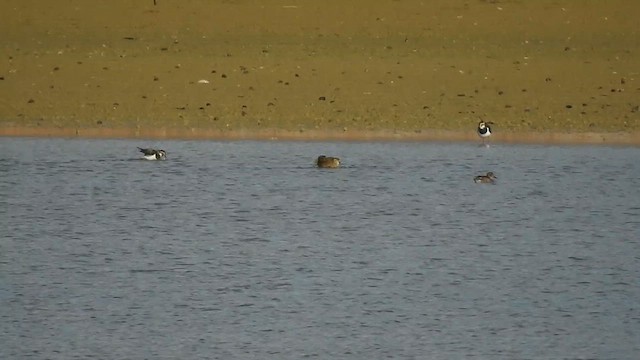 European Golden-Plover - ML611864501