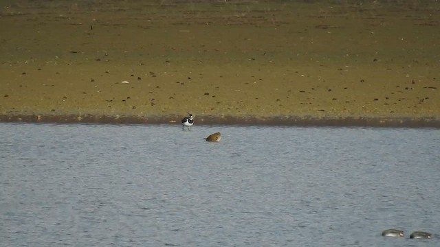 European Golden-Plover - ML611864502