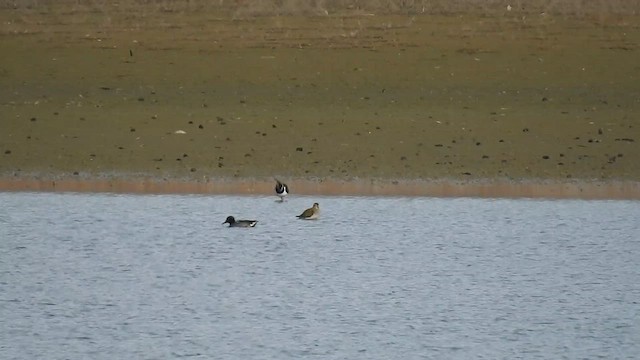 European Golden-Plover - ML611864503