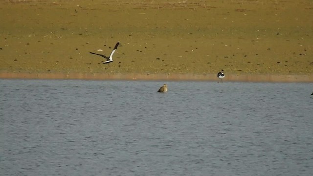 European Golden-Plover - ML611864504