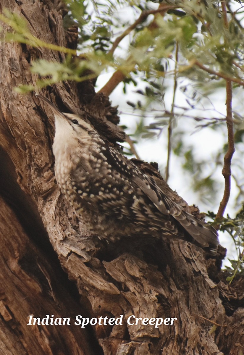 Indian Spotted Creeper - ML611864509