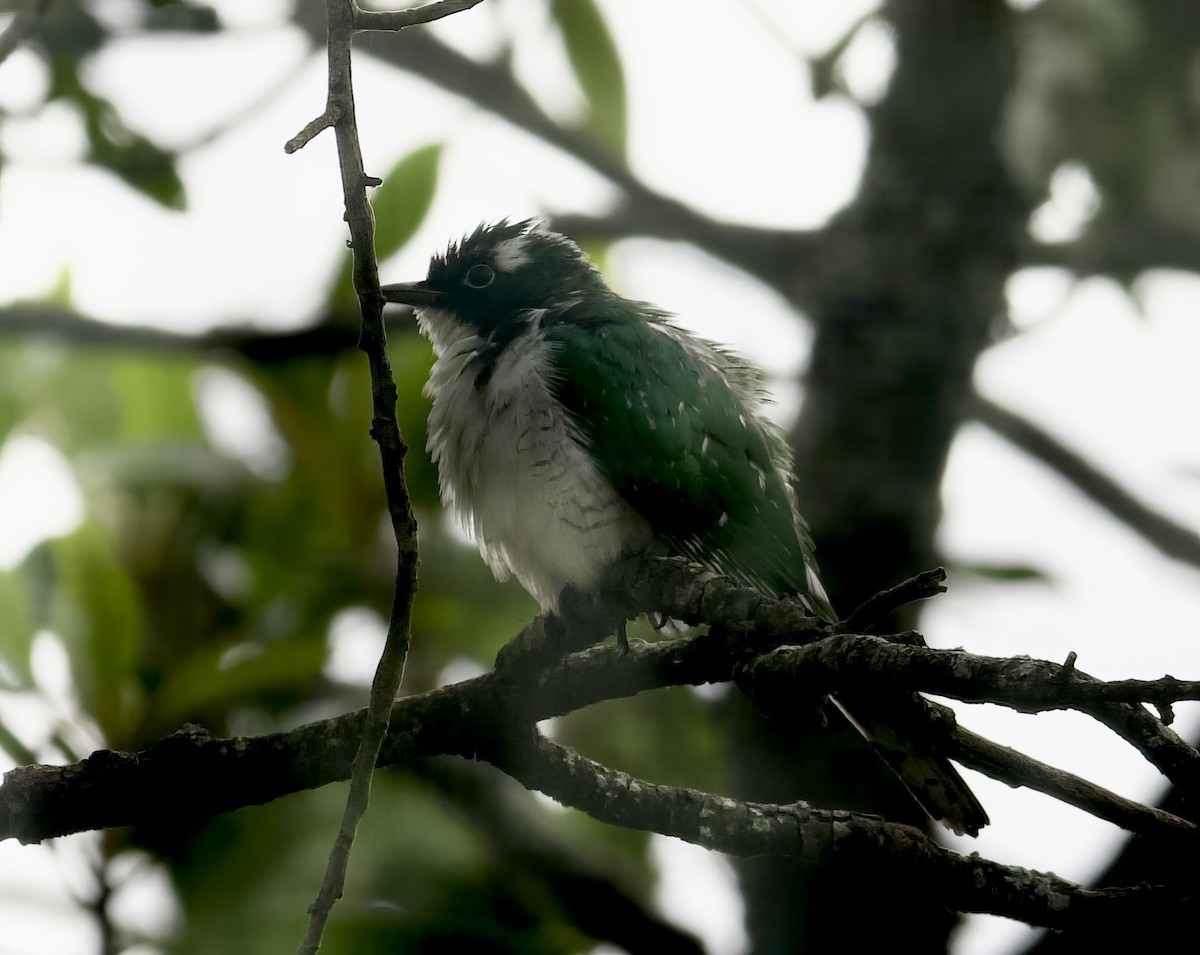 Dideric Cuckoo - ML611864667