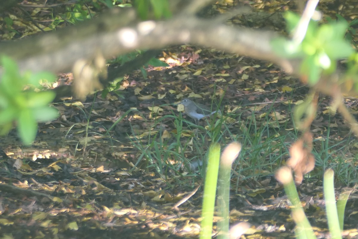 Solitary Sandpiper - ML611864703