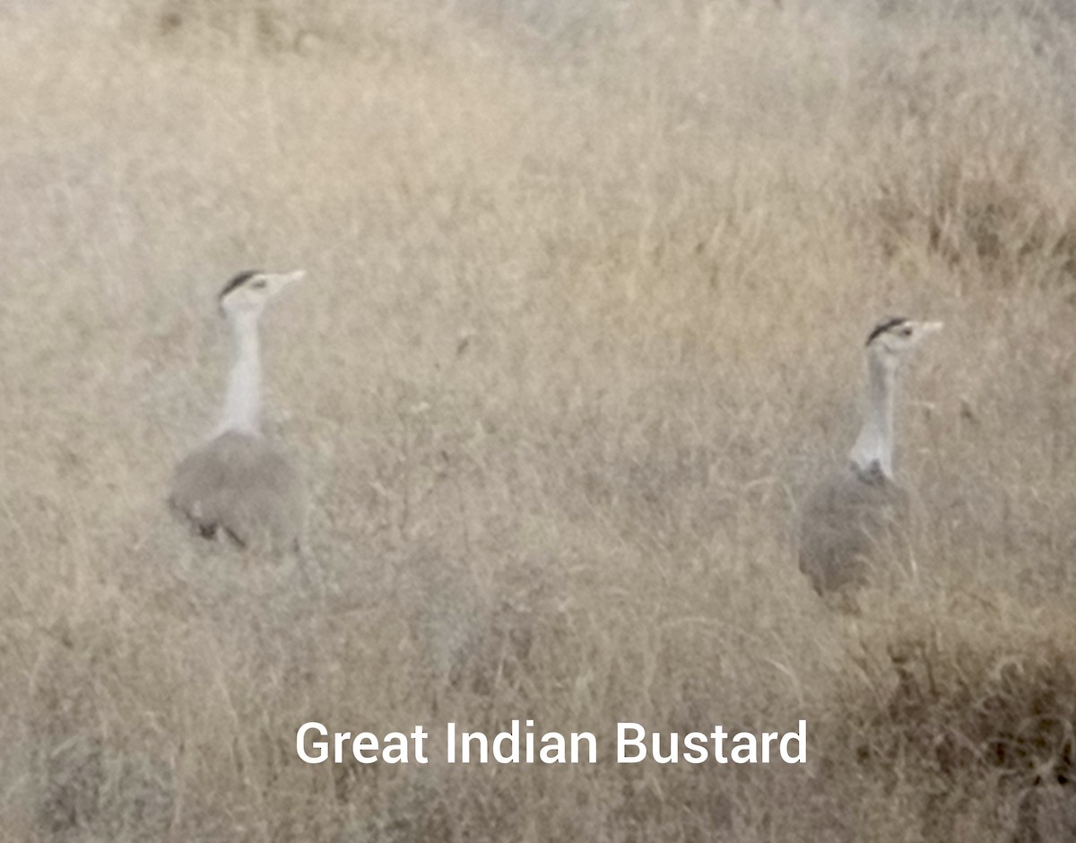 Great Indian Bustard - ML611864705