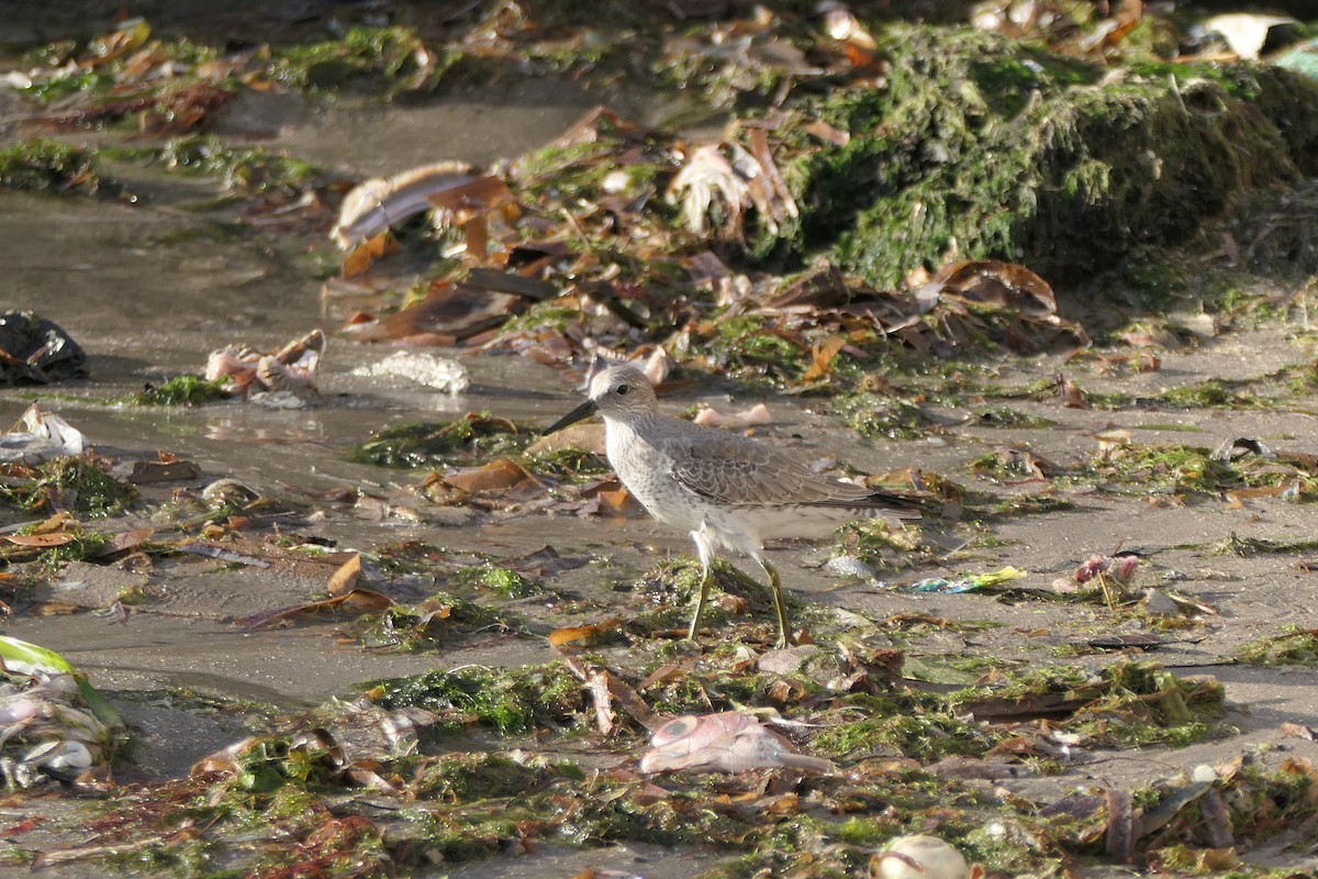 Red Knot - ML611864800