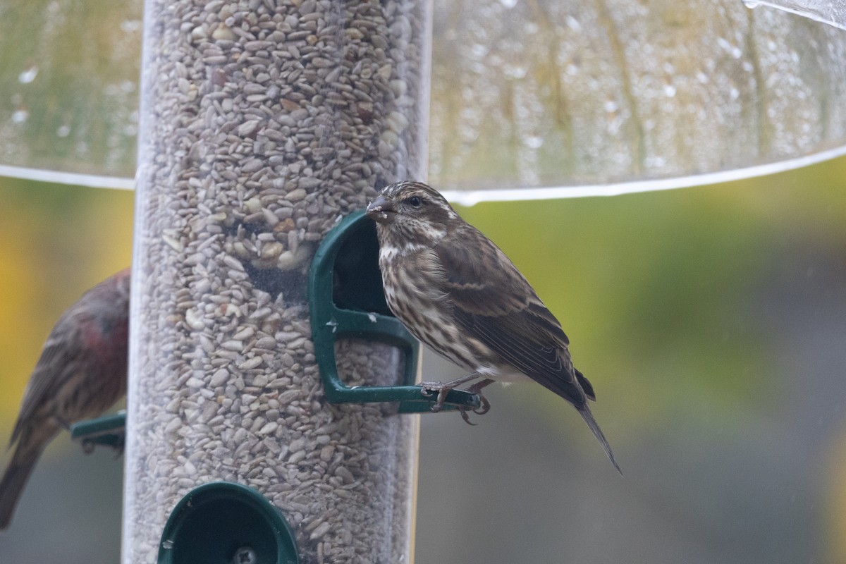 Purple Finch - ML611864835