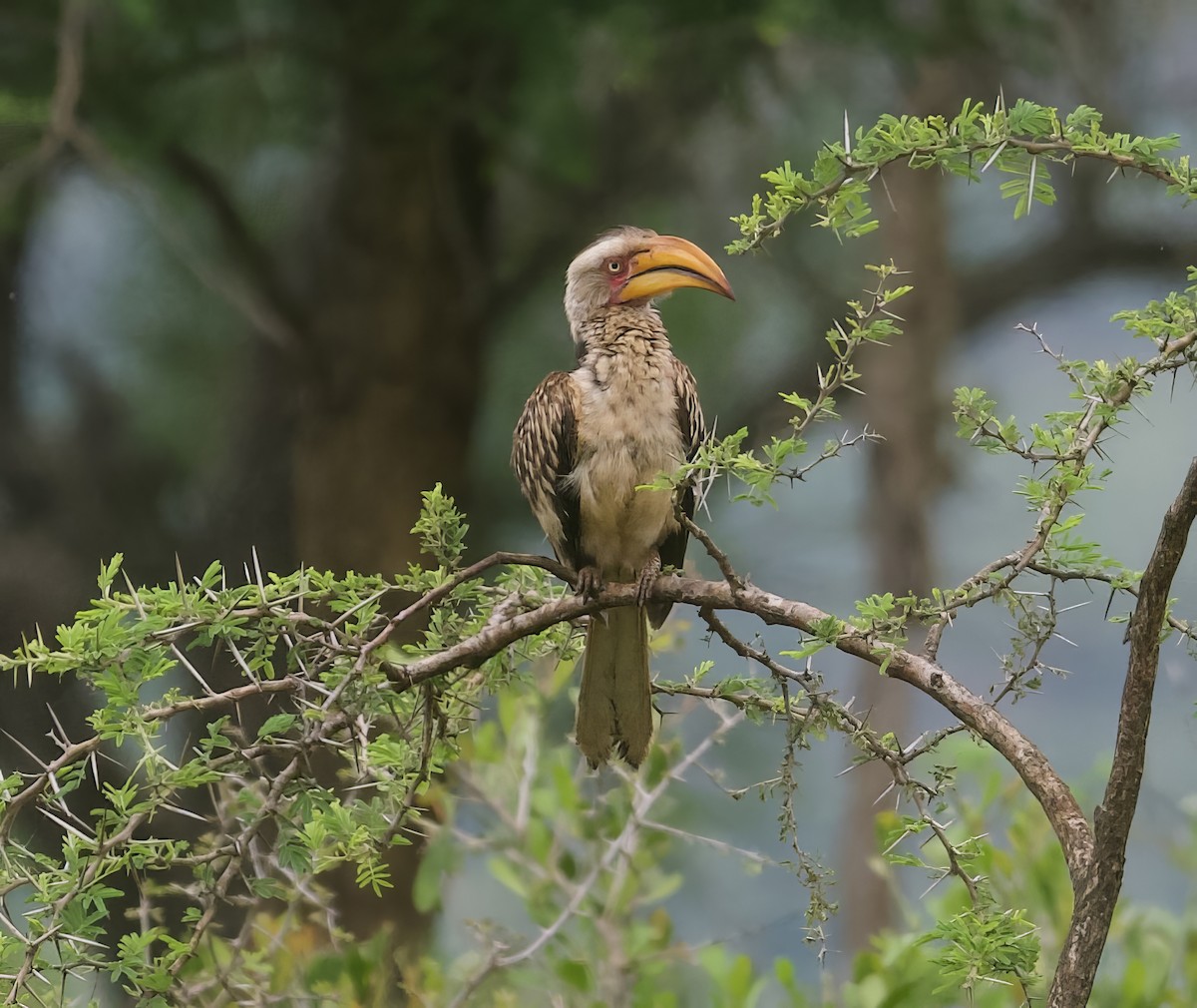 Southern Yellow-billed Hornbill - ML611864837