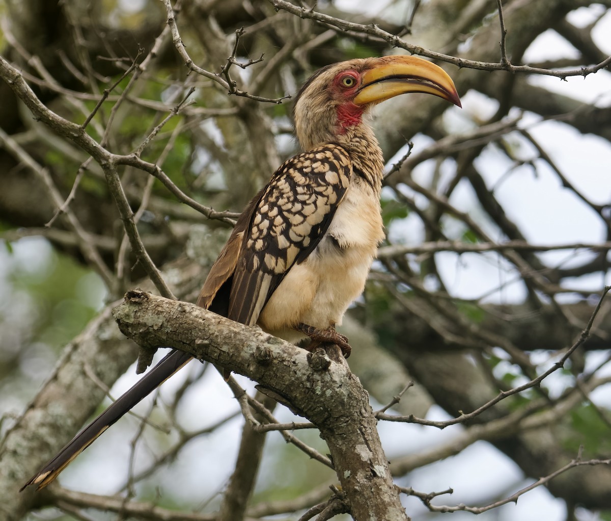 Southern Yellow-billed Hornbill - ML611864868