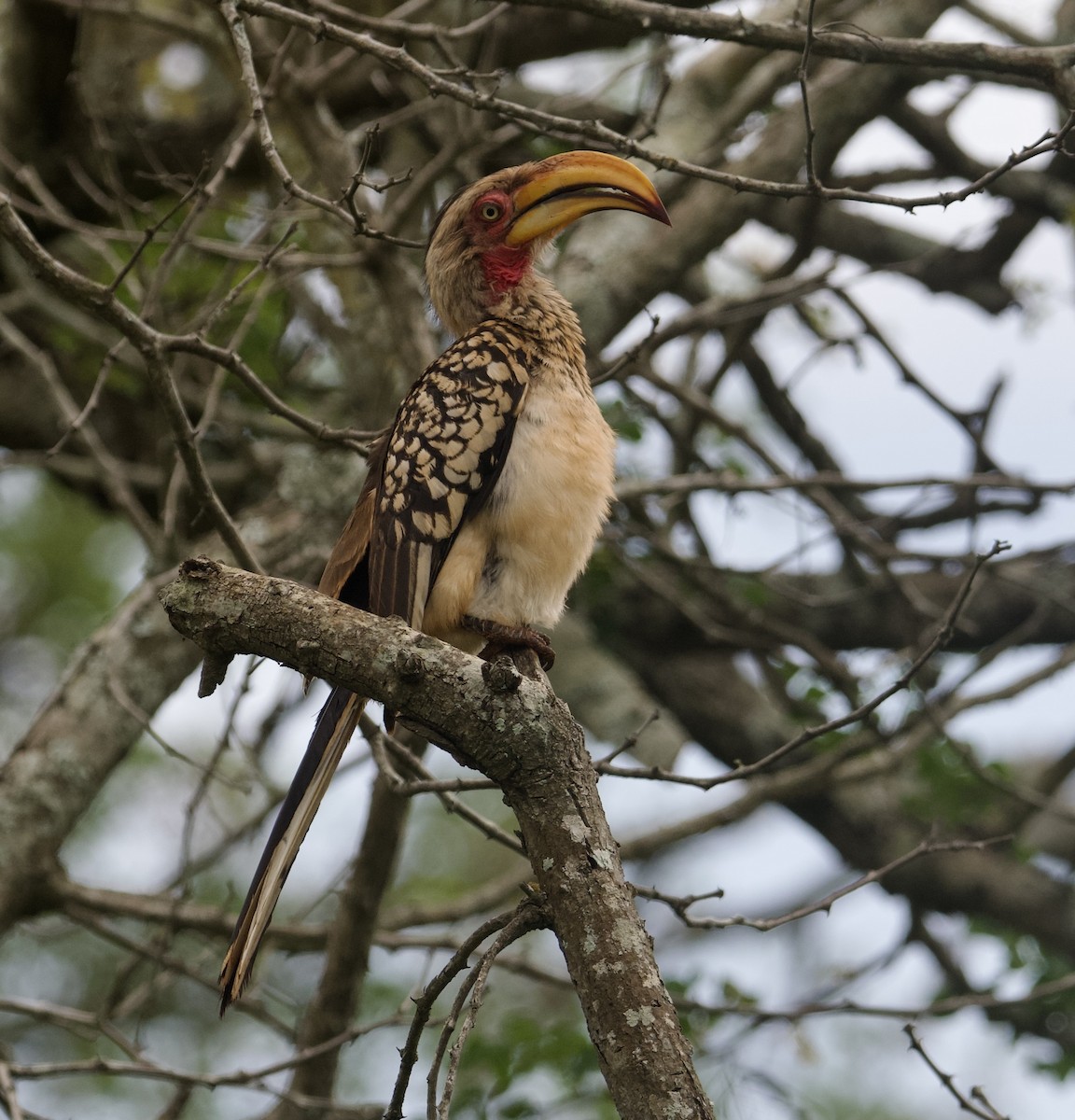 Southern Yellow-billed Hornbill - ML611864869