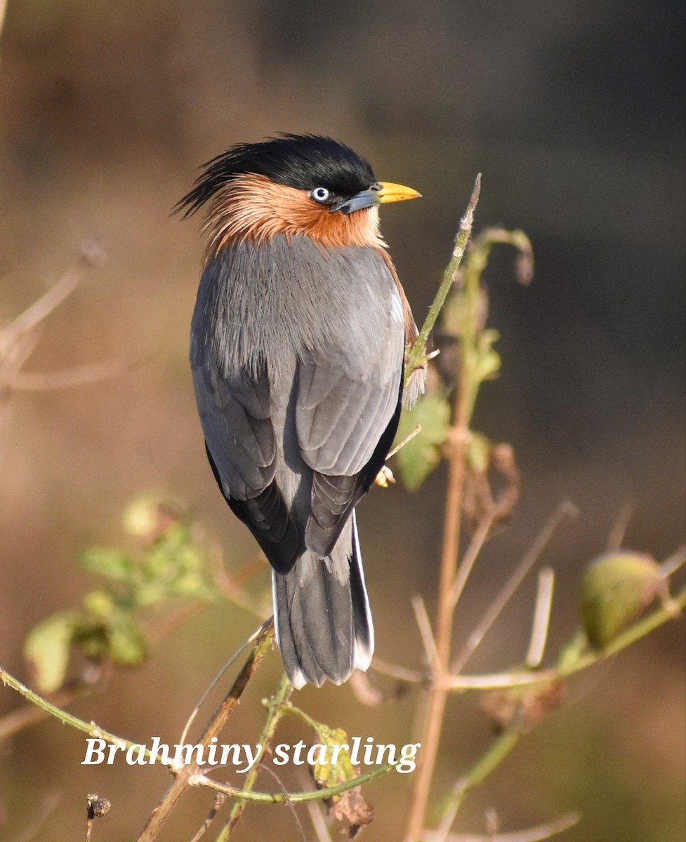 Brahminy Starling - ML611864904