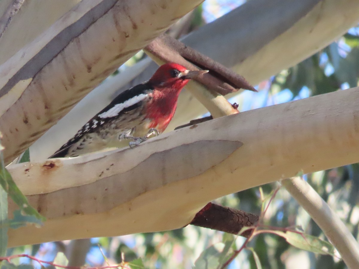 Red-breasted Sapsucker - ML611864905