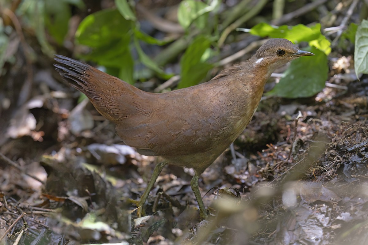 Mesito Unicolor - ML611864947