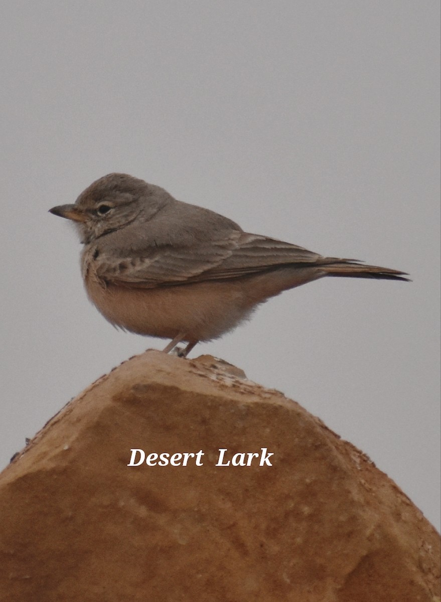 Desert Lark - ML611864962