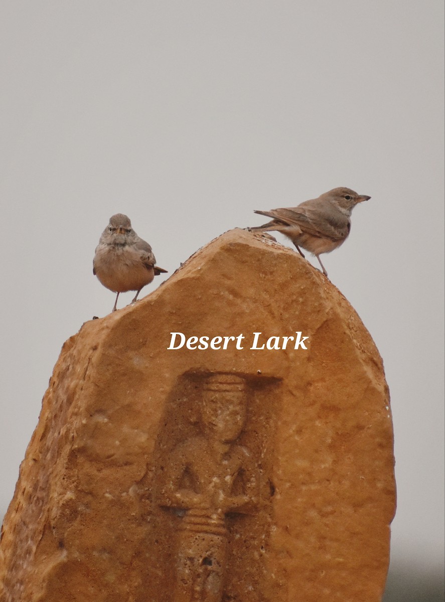 Desert Lark - ML611864963