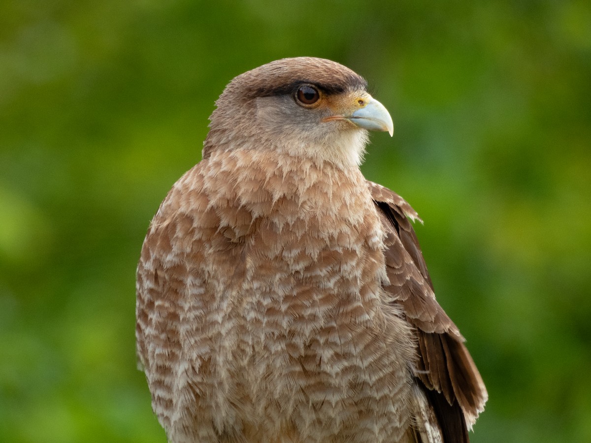 Chimango Caracara - ML611865265