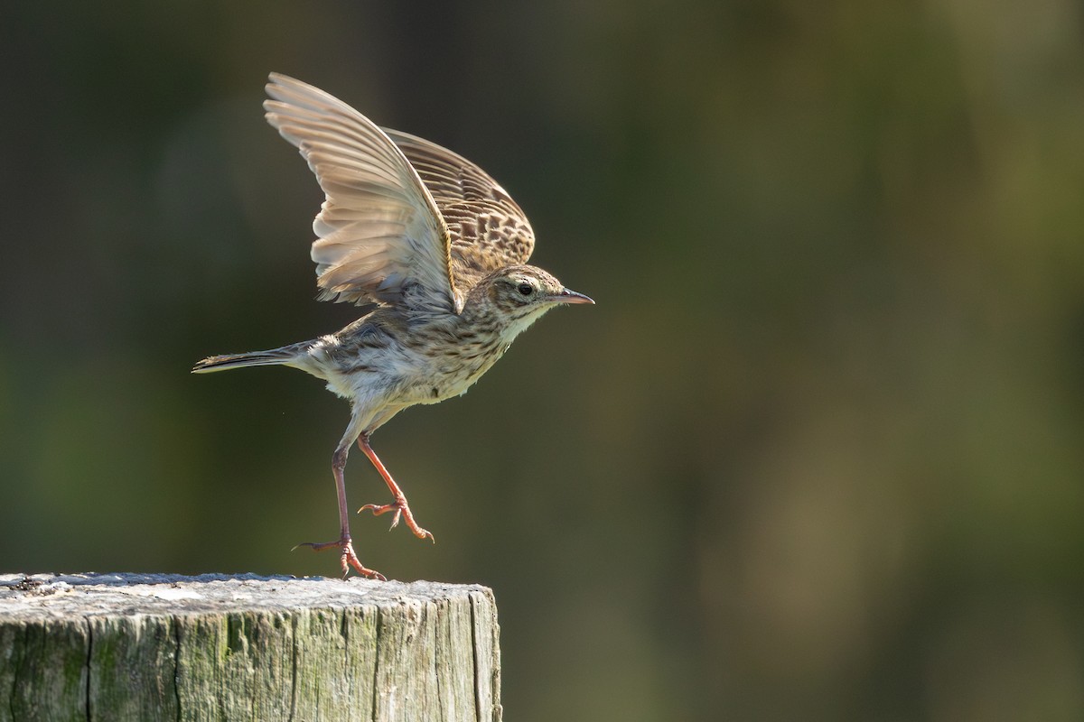 Australian Pipit - ML611865272