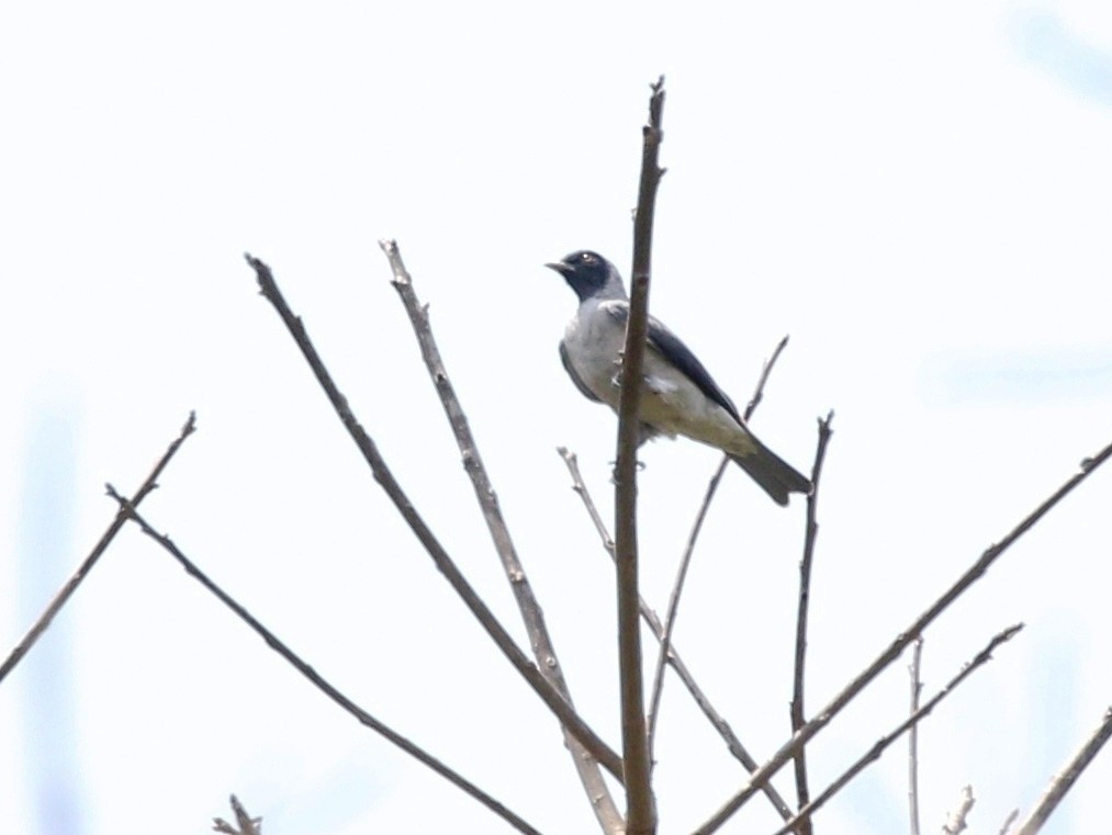 Black-faced Cotinga - ML611865304