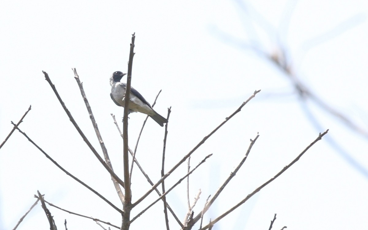 Black-faced Cotinga - ML611865305