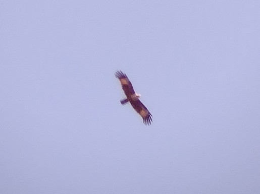 Brahminy Kite - ML611865457