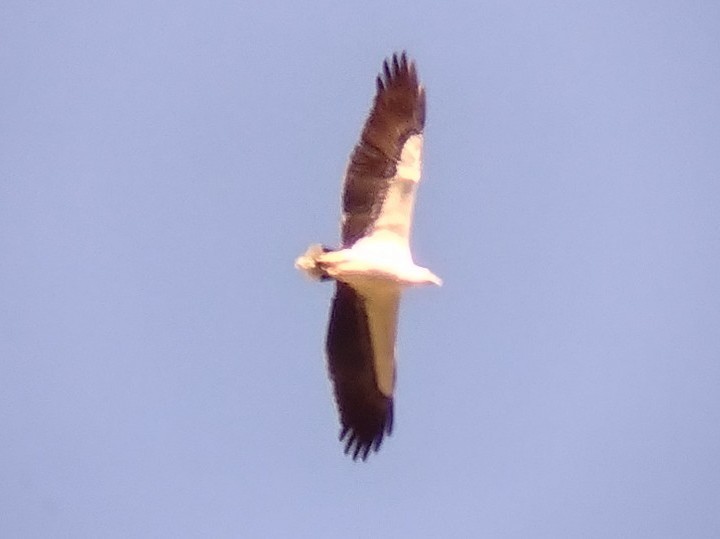 White-bellied Sea-Eagle - ML611865463