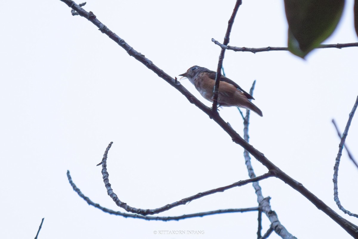 Ferruginous Flycatcher - ML611865500