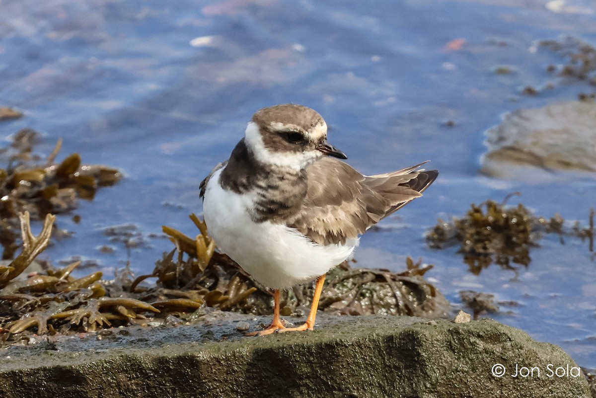Common Ringed Plover - ML611865541