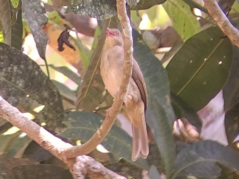 Red-eyed Bulbul - ML611865549