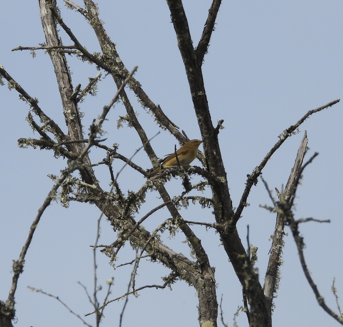 Common Chiffchaff - ML611865555