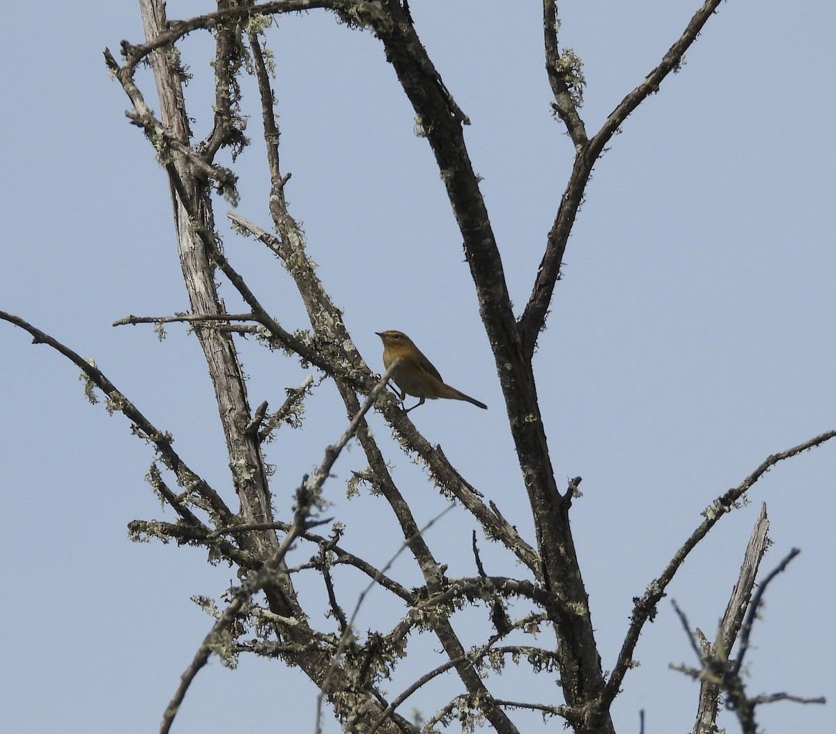 Common Chiffchaff - ML611865556