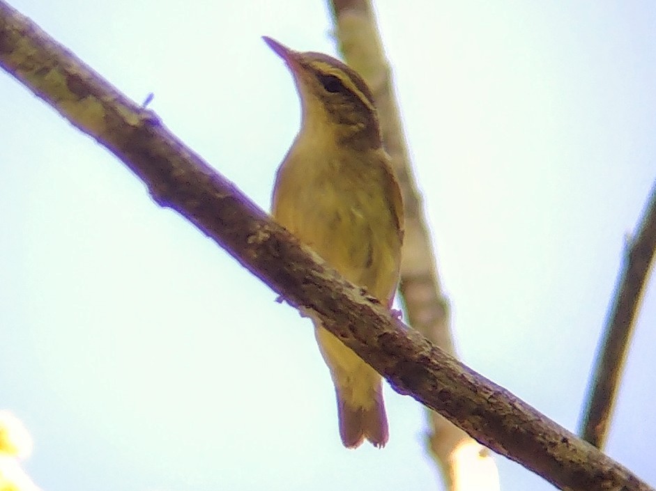 Mosquitero Boreal - ML611865583