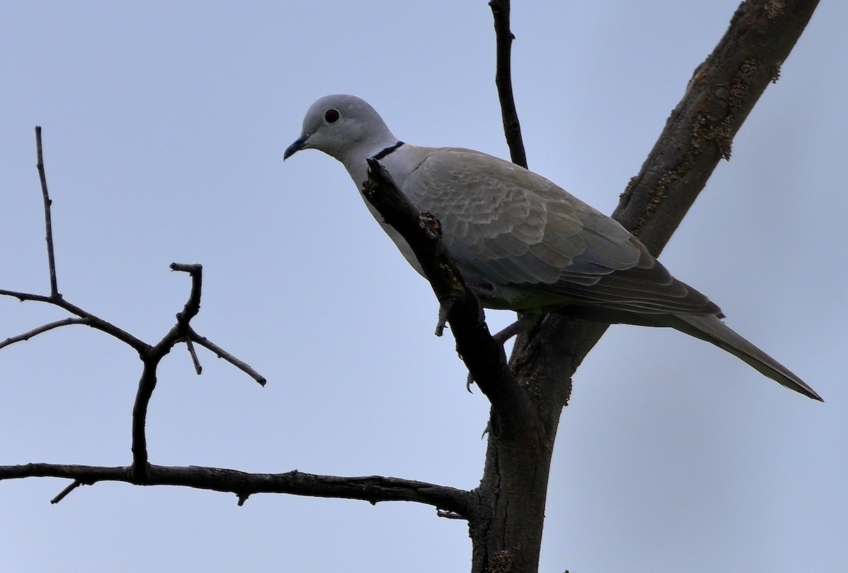 Eurasian Collared-Dove - ML611865598