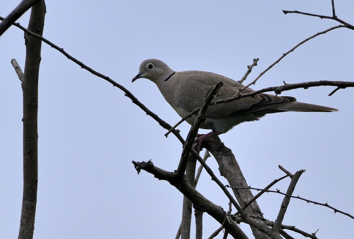 Eurasian Collared-Dove - ML611865599