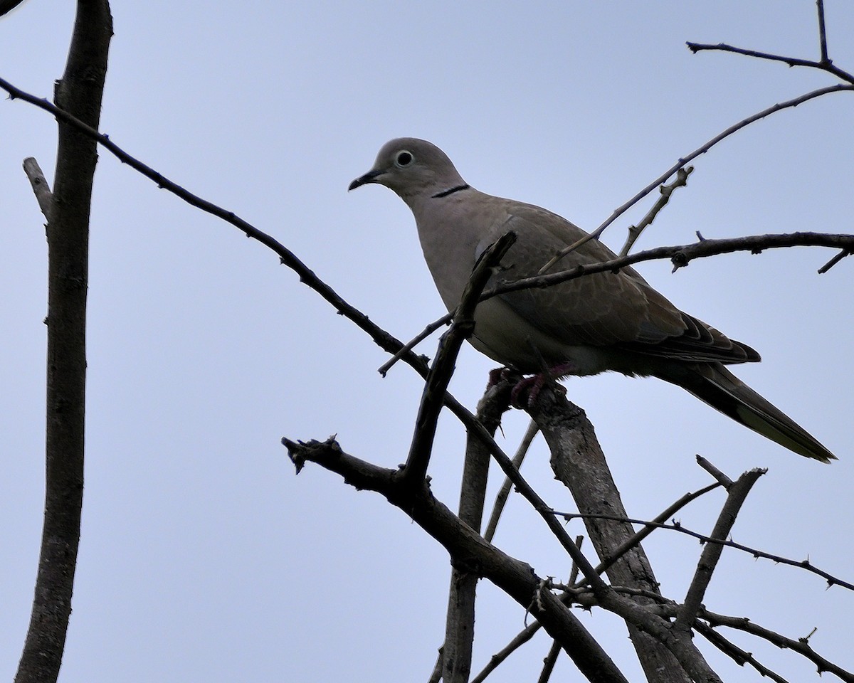 Eurasian Collared-Dove - ML611865600
