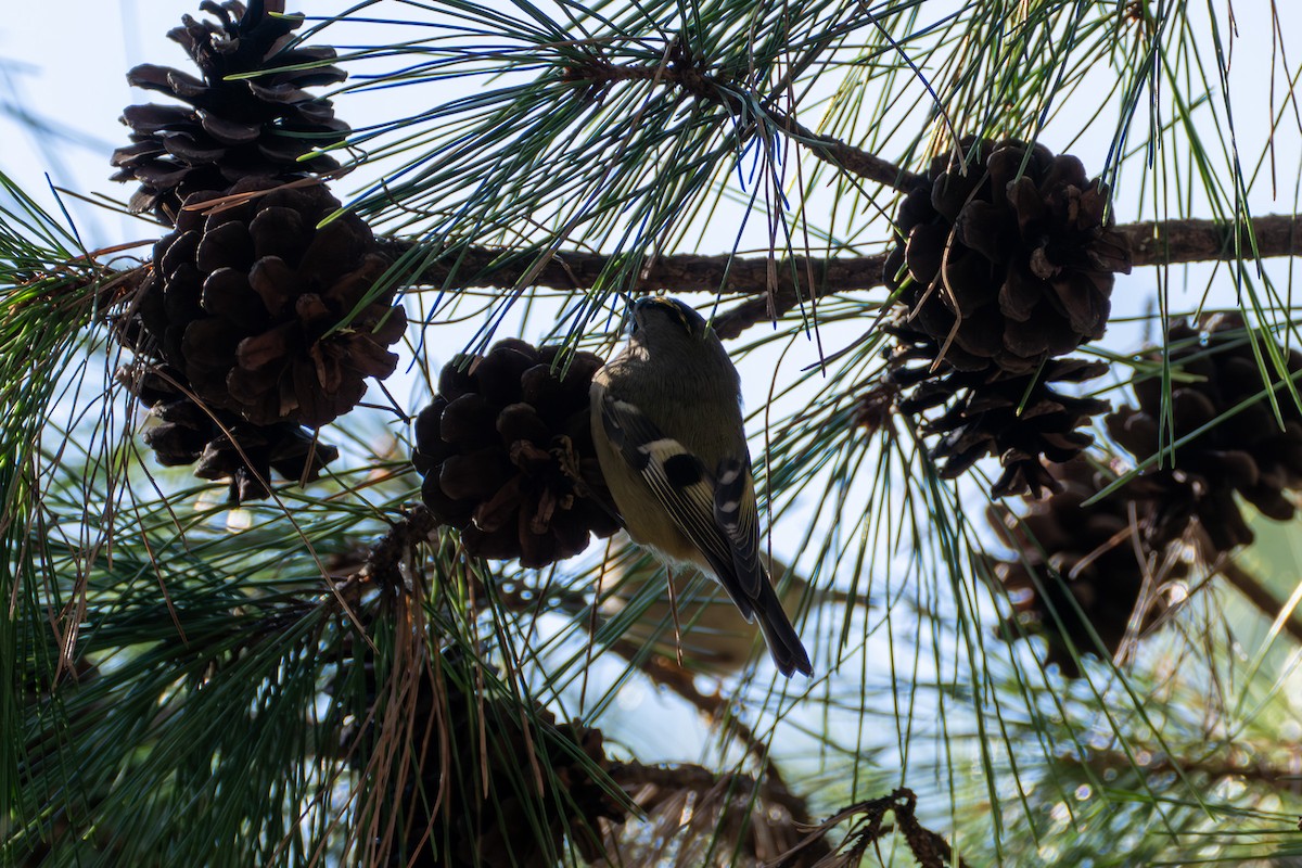 Goldcrest - ML611865764