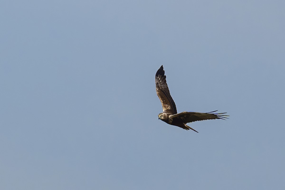 Eastern Marsh Harrier - ML611865838