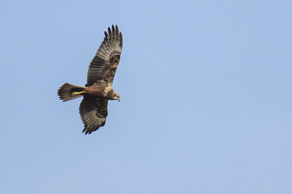 Eastern Marsh Harrier - ML611865840