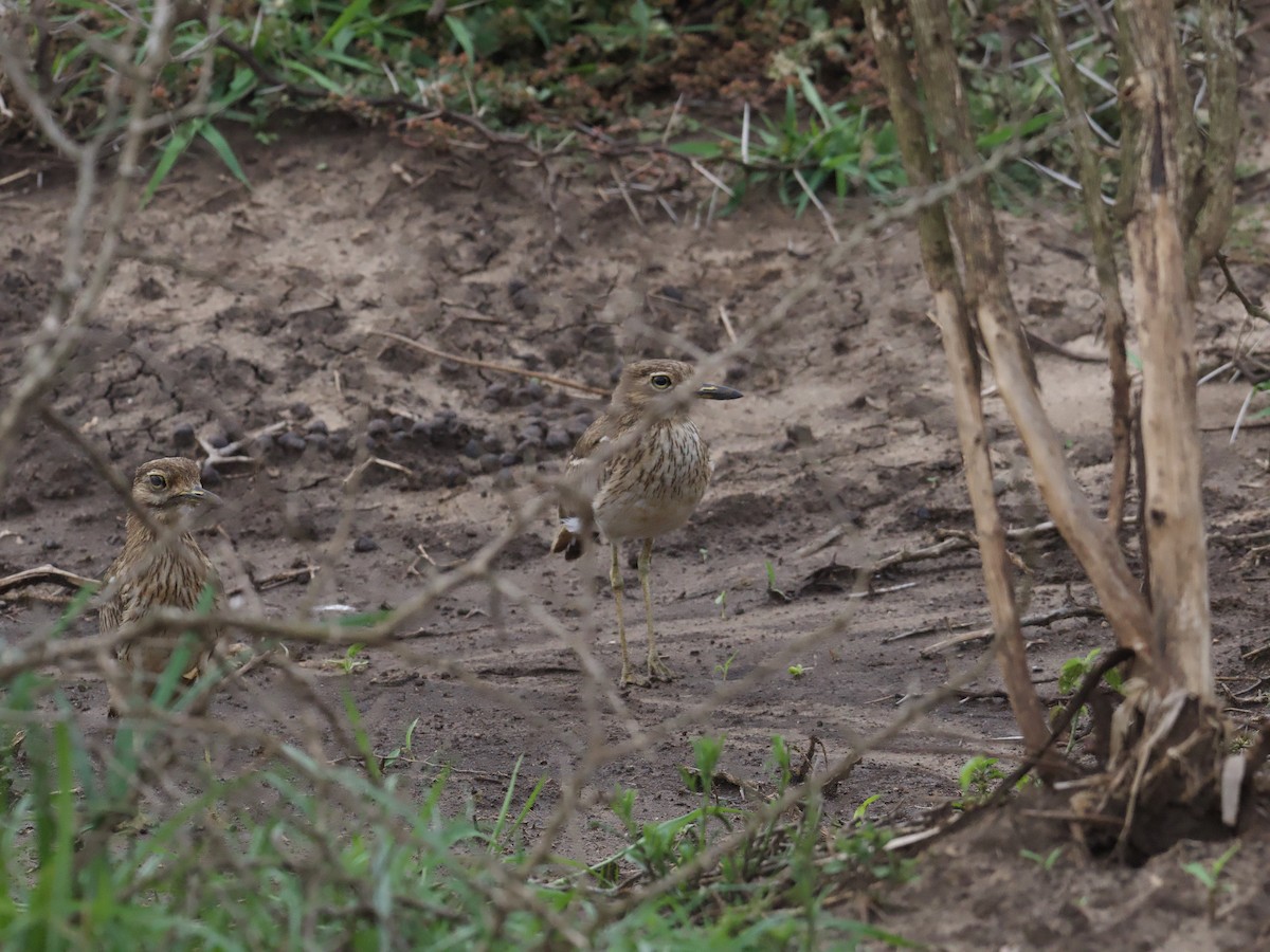 Water Thick-knee - ML611865887