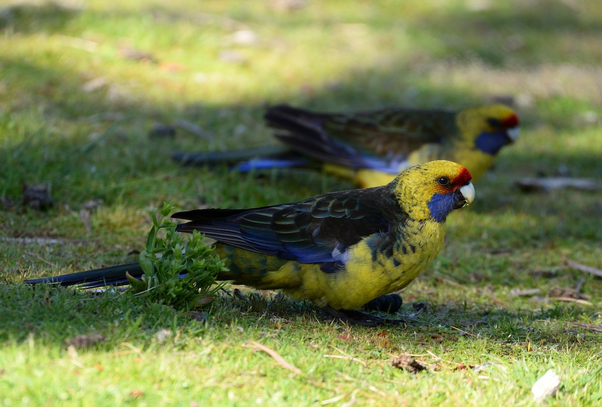 Green Rosella - ML611865988