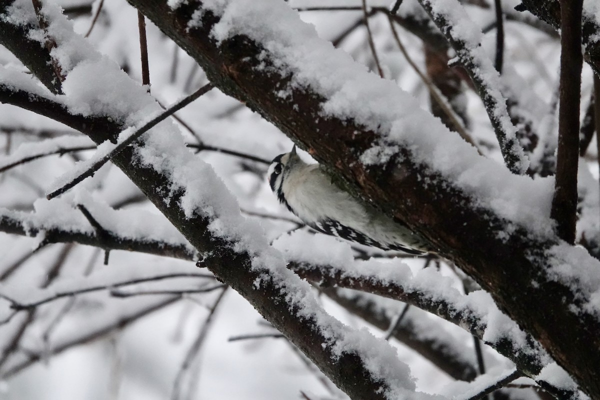 Downy Woodpecker - ML611866011