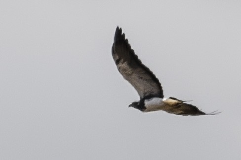 White-tailed Hawk - Aldo Carmona